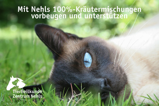 Scheiden- und Gebärmutter-Erkrankungen bei Kätzinnen