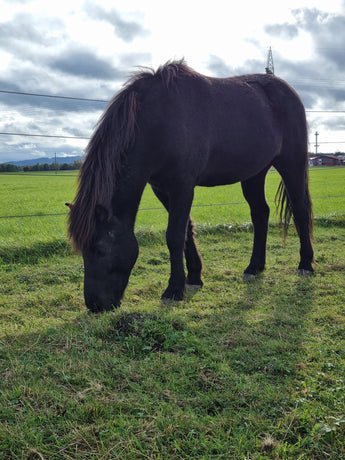 Abruptes Abweiden: Die unsichtbare Gefahr im Pferdedarm