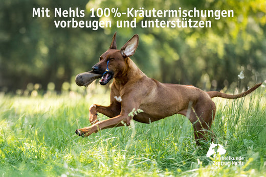 Giardien, E-Coli und Kokzidien bei Hunden