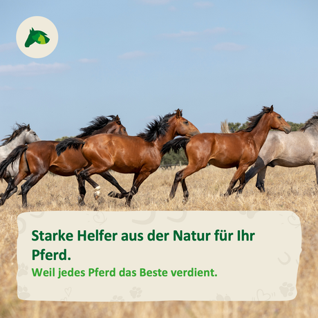 Hefe / Hefezellwände für Pferde - Ist das gut?