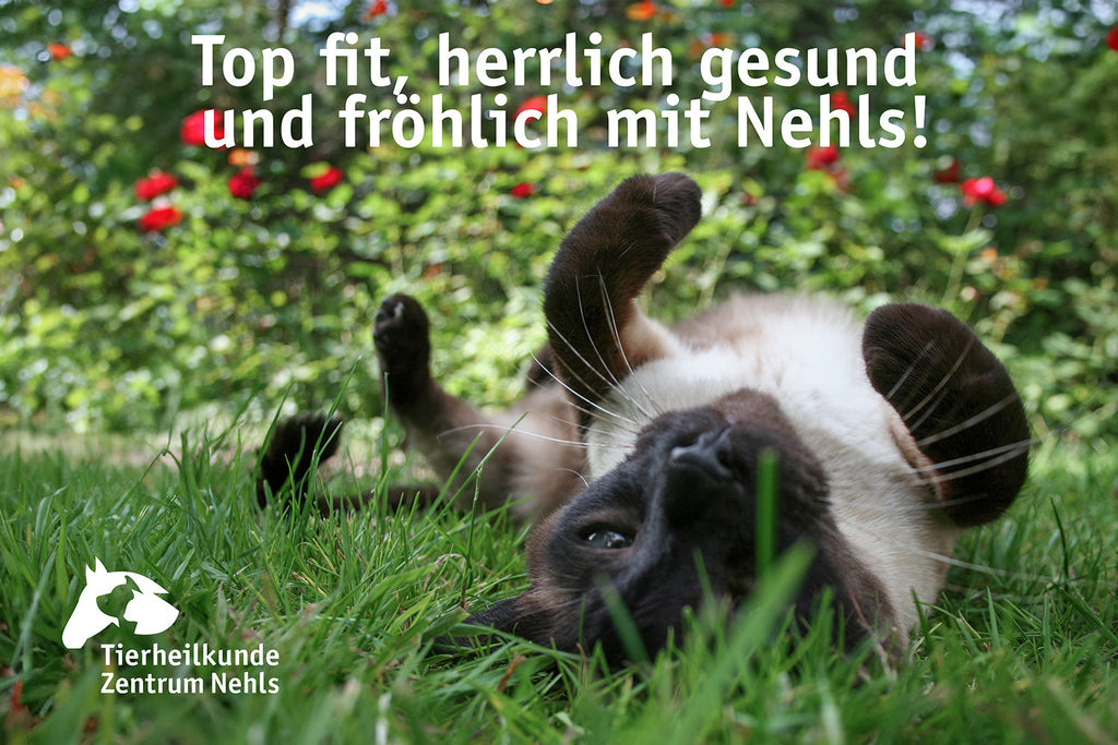 Allergien & Futtermittelallerien: Hot Spots, Atopische Dermatitis, Alopezie Katze