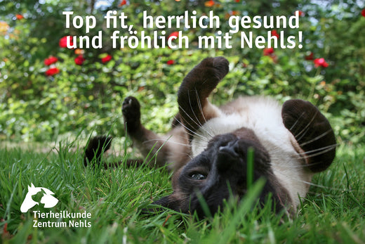 Allergien & Futtermittelallerien: Hot Spots, Atopische Dermatitis, Alopezie Katze