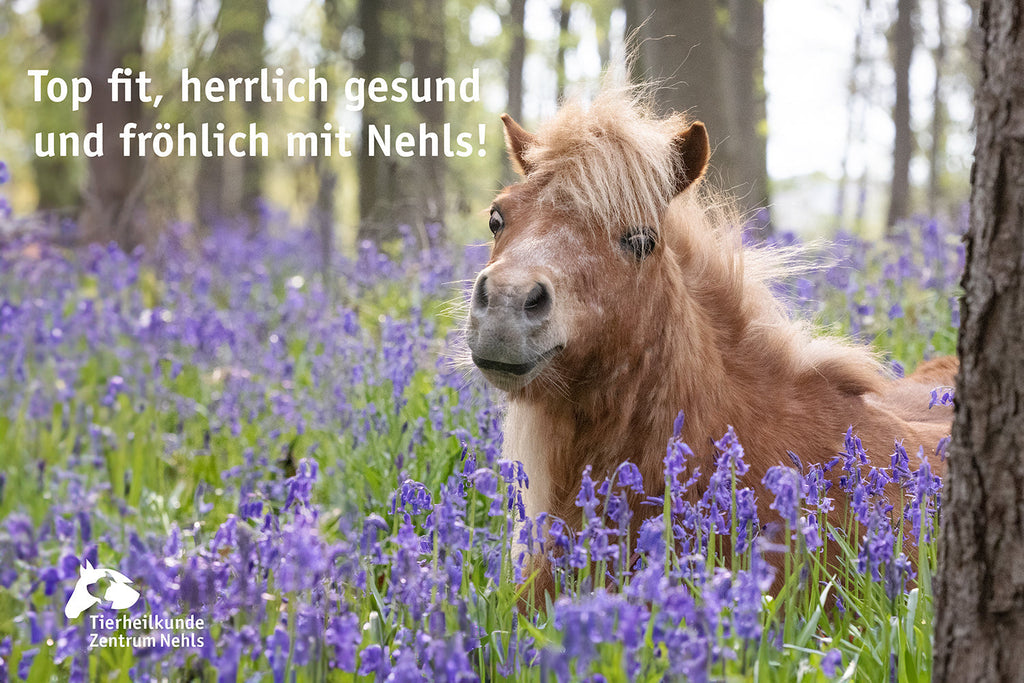 Hufrehe - Das müssen Sie wissen! All unsere Erfahrung steht hier zusammengefasst.