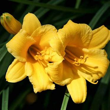 Giftpflanzen für Katzen