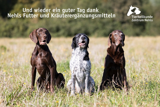 Atemwegserkrankungen, Asthma, Husten, Bronchitis und mehr bei Hunden