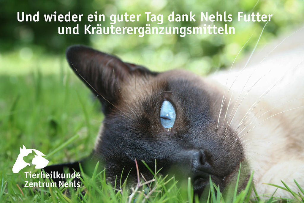 Hauterkrankungen & Fellprobleme bei Katzen