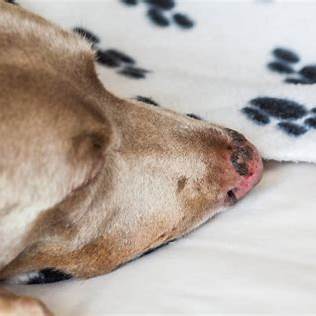 Können Hunde Sonnenbrand bekommen?