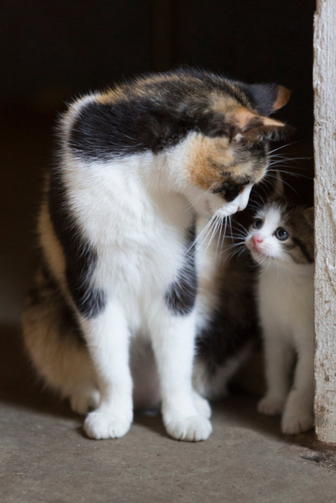 Magen, Darm, Erbrechen, Durchfall Katzen