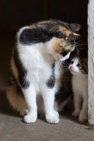 Magen, Darm, Erbrechen, Durchfall Katzen