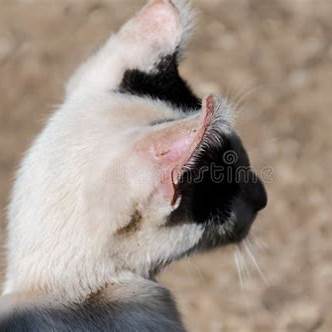 Können Katzen Sonnenbrand bekommen?