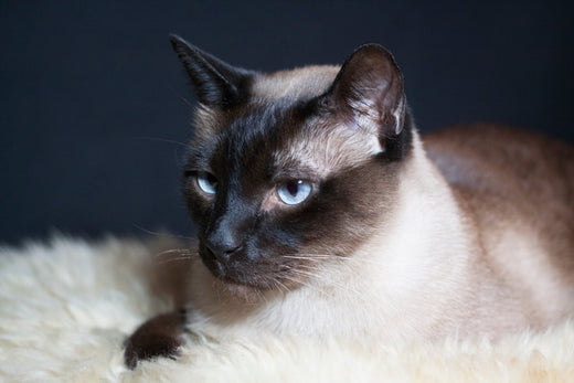 Hormonelle Erkrankungen bei Katzen