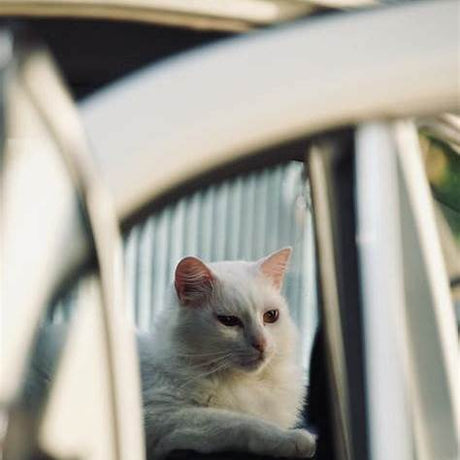 Reise in den Urlaub mit der Katze