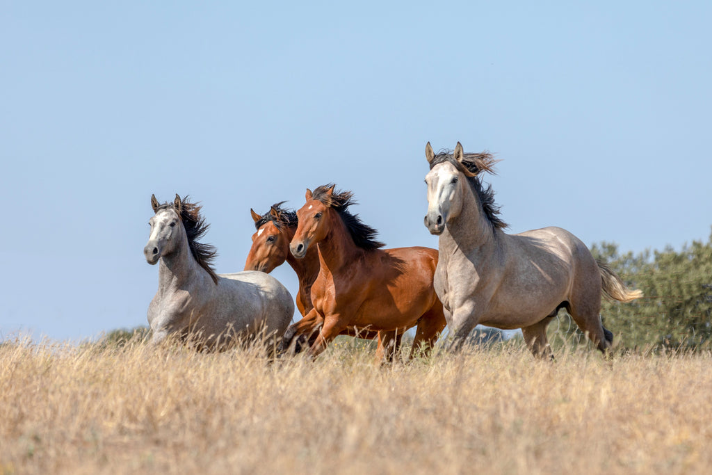Atemwegserkrankungen bei Pferden