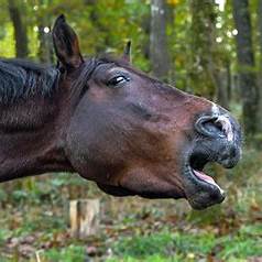Was ist genau Heustaub und wie wirkt er? Eine fachliche Analyse...