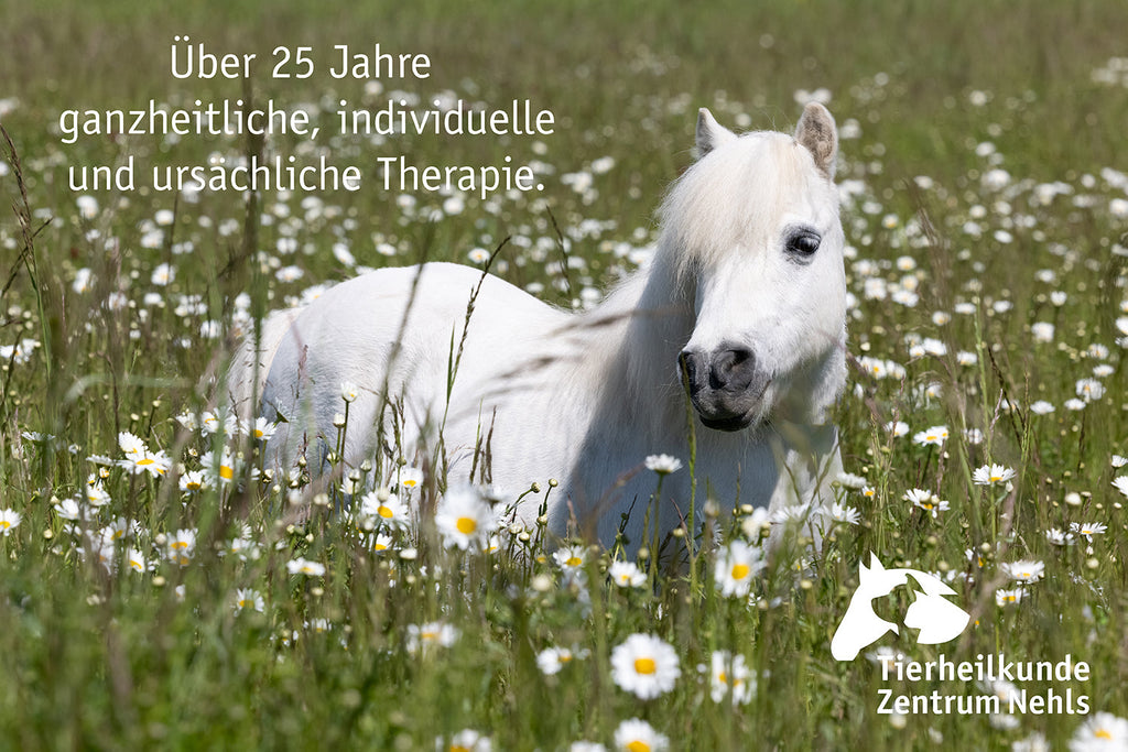 Trächtige und laktierende Stuten