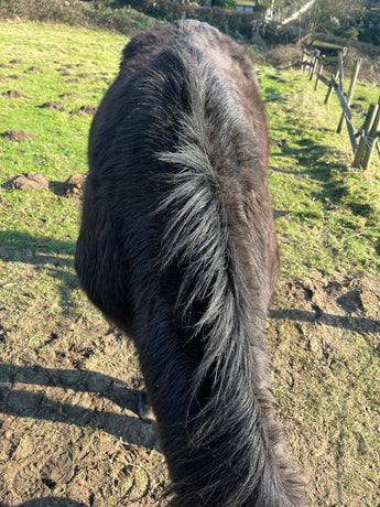 Juckreiz bei Pony Blacky