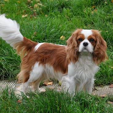 Cavalier King Charles Spaniel
