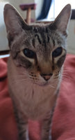 Robert