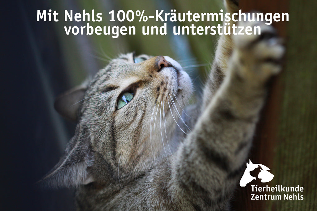 Geschwächtes Abwehr- und Immunsystem bei Katzen