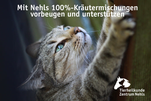 Geschwächtes Abwehr- und Immunsystem bei Katzen 