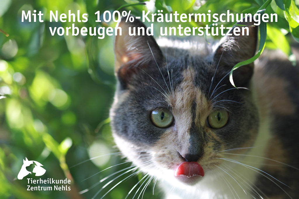 Schilddrüse Katze