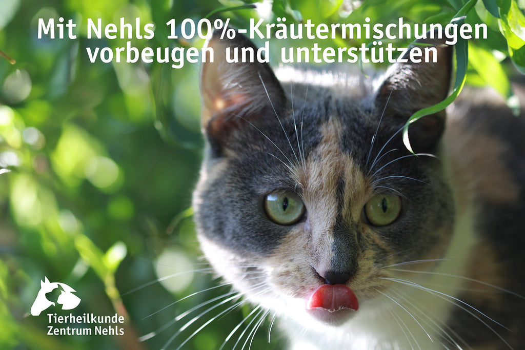 Schilddrüsenprobleme bei Katzen