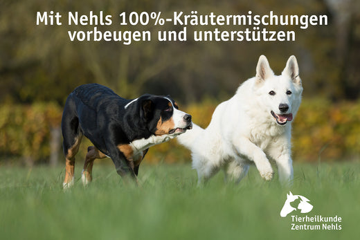 Hormonelle Erkrankungen bei Hunden