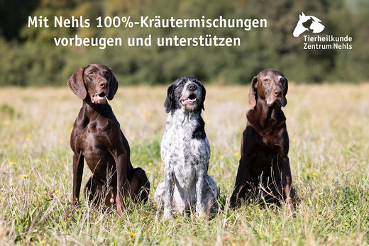 Allergien (Futtermittelallergie), Ekzeme bei Hunden 