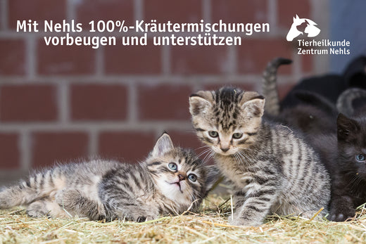 Entgiftung, Stoffwechsel, Hautstoffwechsel und  Darmsanierung bei Katzen