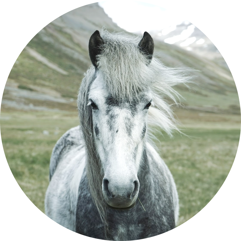 Erfahrungsbericht: Islandpony Hringur – Lahmheit, Schnabelhuf & Bewegungslosigkeit erfolgreich überwunden