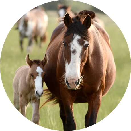 Anweiden - eine Kunst und auch eine Gefahr