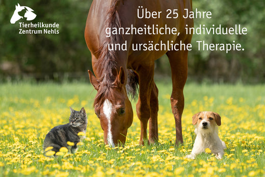 Geschichte des Tierheilkundezentrums