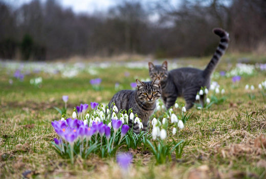 Fellwechsel bei Katzen 