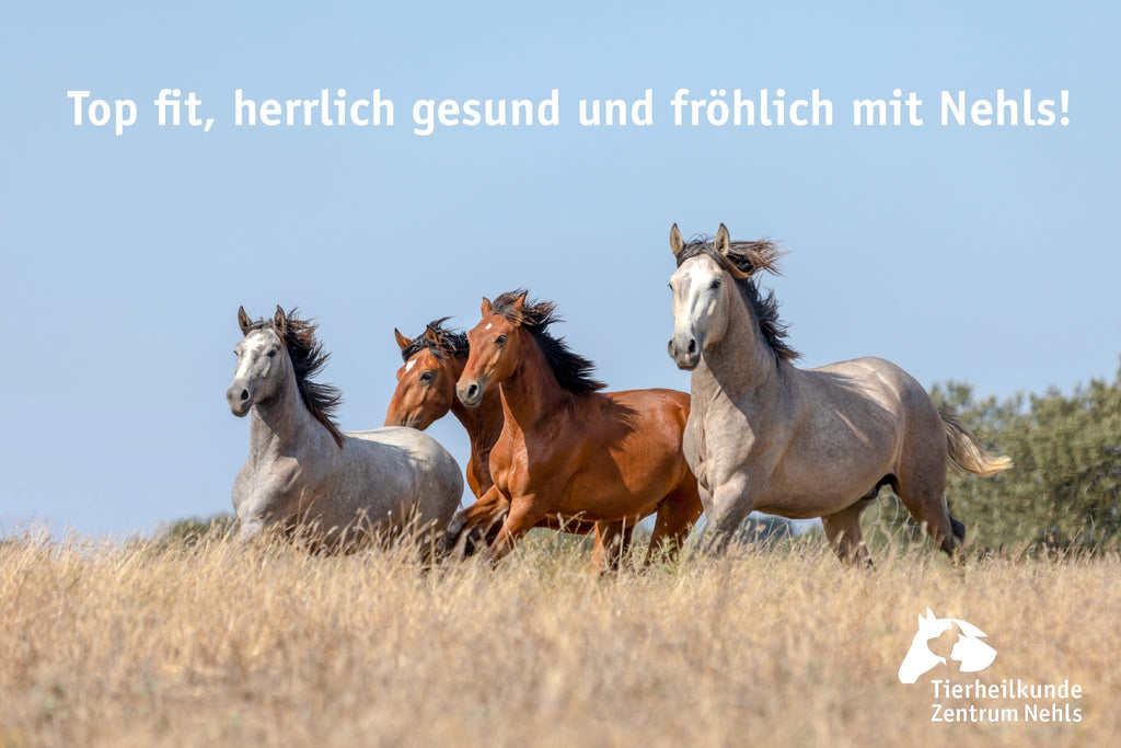 Schlechte Hufe - Hufgrundlagen