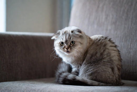 Stresssignale bei der Katze früh erkennen