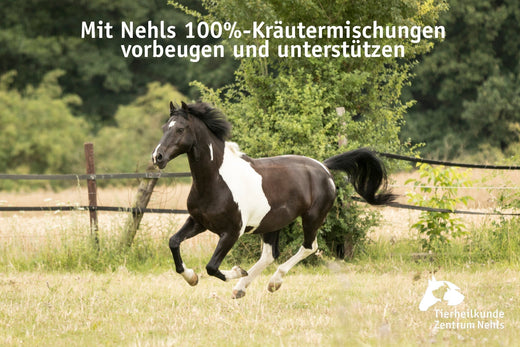 Sommerekzem bei Pferden (ausführlich)