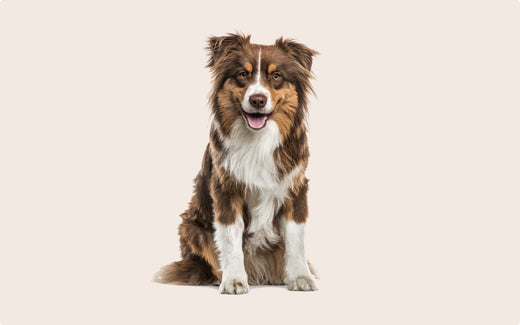 Australian Shepherd: Wenn Intelligenz und Kraft zu einem Herzschlag verschmelzen