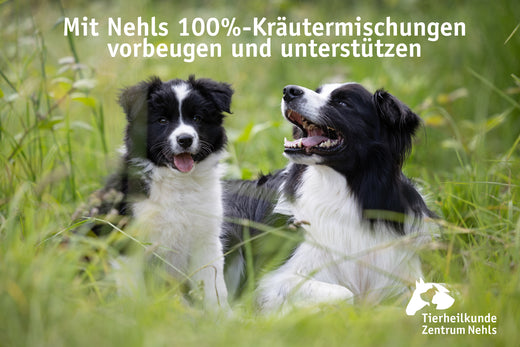 Barfen für Hunde