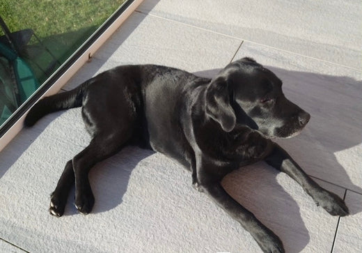 Erfahrungsbericht: Labrador Blacky´s Entwicklung während der Therapie 