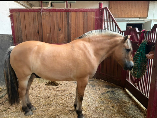 Erfahrungsbericht: Hufrehe erfolgreich behandelt: Vorher-Nachher-Bilder von Fjordpferd Kajue 