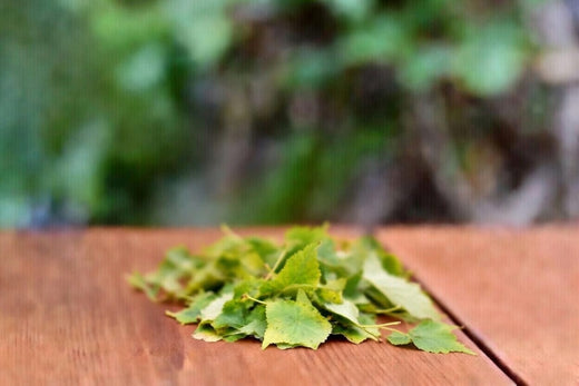Birke (Betula pendula) – Pflanzenkunde, Inhaltsstoffe & Einordnung für Pferd, Hund und Katze