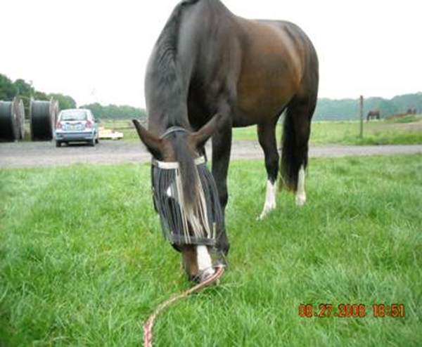 Chronische Bronchitis bei Polo-Pony Wallach Pascual