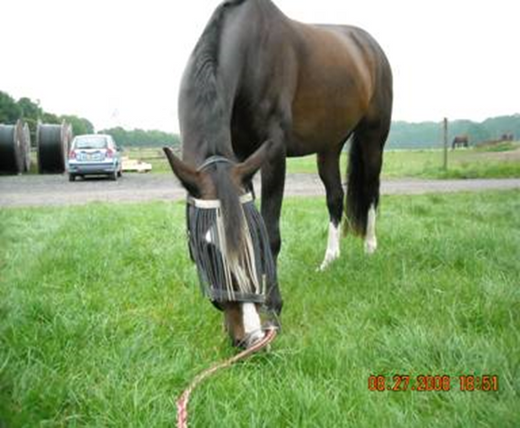 Erfahrungsbericht: Chronische Bronchitis bei Polo-Pony Wallach Pascual 