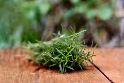 Bohnenkraut (Satureja hortensis) – Pflanzenkunde, Inhaltsstoffe & Einordnung für Pferd, Hund und Katze