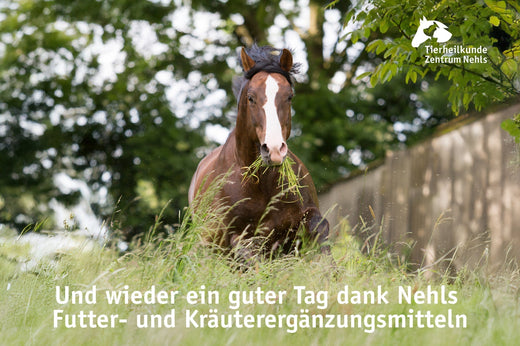 Sommerekzem & Naturheilkunde