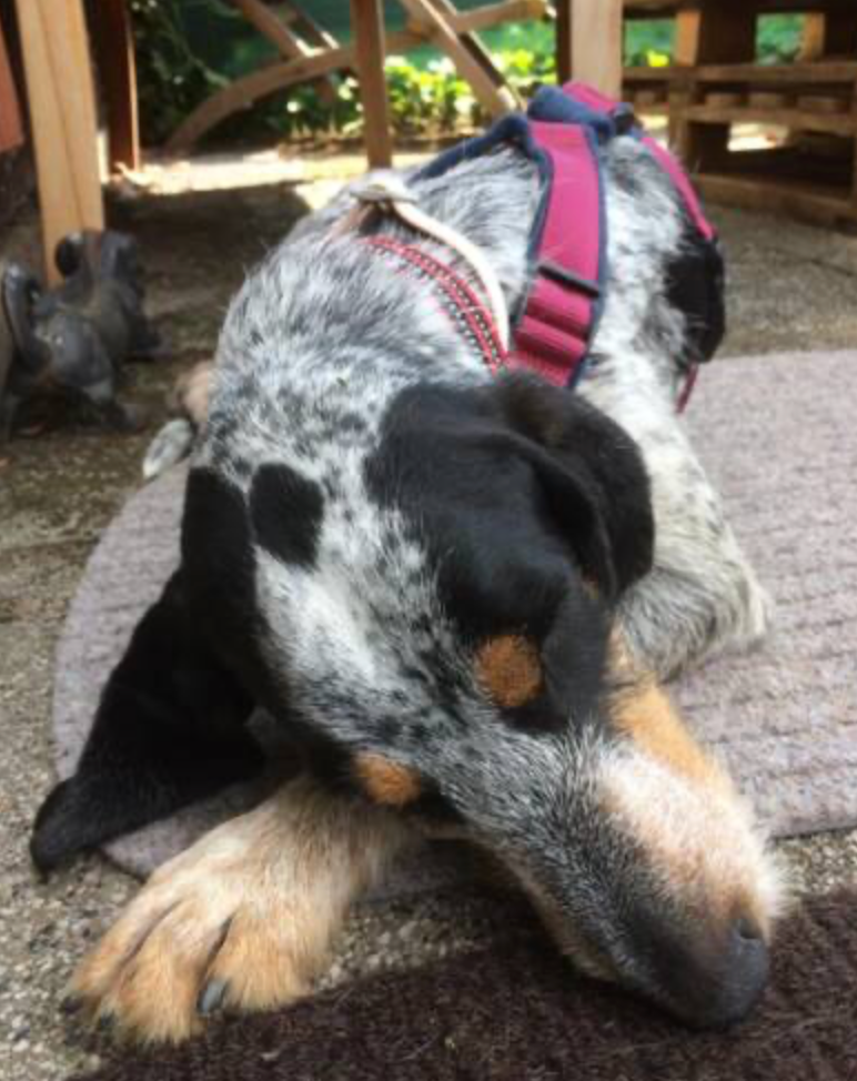 Erfahrungsbericht Chispa – von der Angsthündin zum Sonnenschein