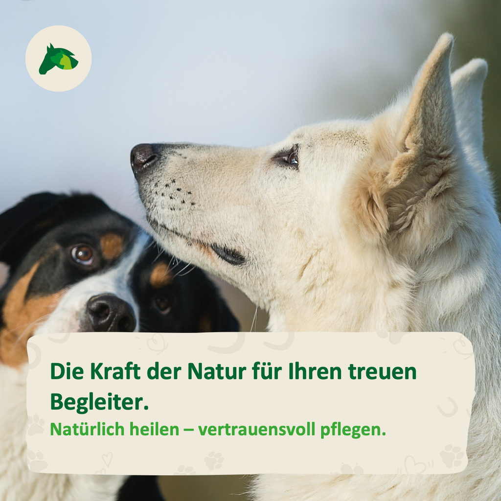 Würmer beim Hund