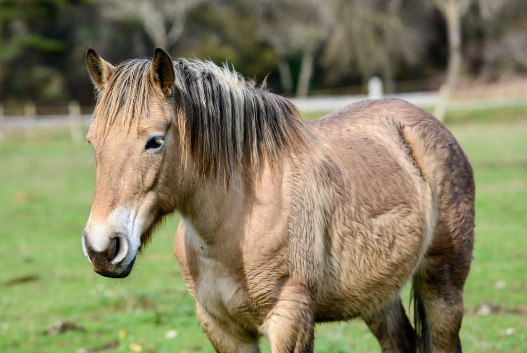 Cushing beim Pferd (ECS/PPID) – Diagnose, ACTH-Wert und was wir wirklich wissen