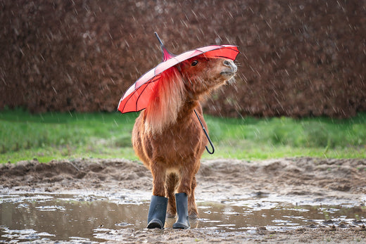 Mauke bei Pferden, Ponys und Eseln (und mehr) 