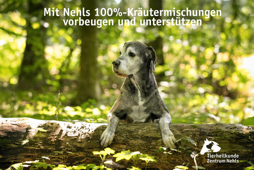 Bauchspeicheldrüsenentzündung beim Hund